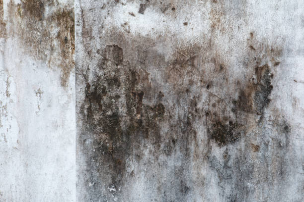 Professional Mold Removal in Merrillville, IN